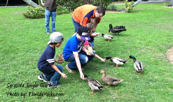 Sarasota Jungle Gardens Duck Feeding